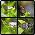 Picture Title - Butterflies and moth