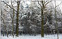 Picture Title - snow wood