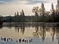 Picture Title - Birds in Lake