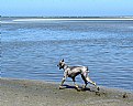 Picture Title - Beach Dog