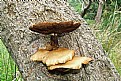 Picture Title - Fungi 2