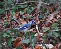 Picture Title - bluejay
