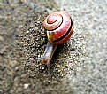 Picture Title - snail