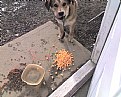 Picture Title - Buddy Likes ChsPopcorn