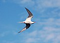 Picture Title - Tern Detail