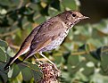 Picture Title - Hermit Thrush