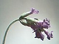 Picture Title - Lavender flower (2)