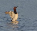 Picture Title - Canvasback