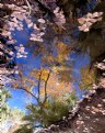 Picture Title - Indian Canyon Reflection Pool