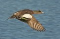 Picture Title - American Wigeon (M)