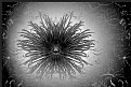 Picture Title - Spider Mum on Lace B&W