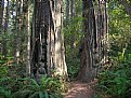 Picture Title - A Walk Through The Big Trees