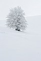 Picture Title - winter