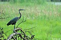 Picture Title - Great Blue Heron