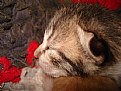 Picture Title - Sleeping Kitten
