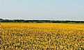 Picture Title - sunflowers