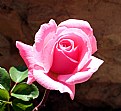 Picture Title - Rose near the Desert 2