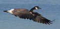 Picture Title - Canada Goose