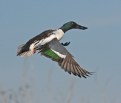 Picture Title - Northern Shoveler