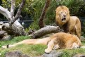 Picture Title - Lion Around