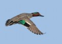 Picture Title - Green-winged Teal