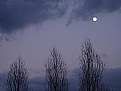 Picture Title - treetops with moon and clouds
