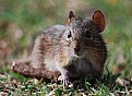Picture Title - Field Mouse