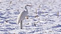 Picture Title - The snow and the egret