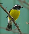 Picture Title - Bananaquit Bird