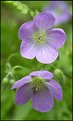 Picture Title - Wild Geranium