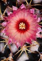 Picture Title - Cactus Flower