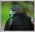 Picture Title - Eagle