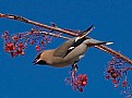 Picture Title - Bombycilla garrulus