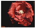 Picture Title - rainy day rose