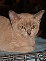 Picture Title - Burmese kitten - for Armando
