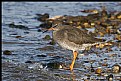 Picture Title - Redshank