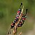 Zygaena carniolica