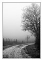 Picture Title - Foggy Road