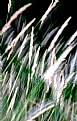 Picture Title - Grasses in Motion