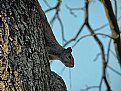 Picture Title - Squirrel