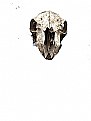 Picture Title - the skull !