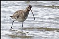 Picture Title - Curlew