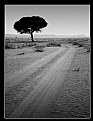 Picture Title - My Way My Tree