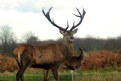 Picture Title - The Stag