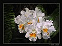 Picture Title - Orchids (d2971)