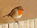 Picture Title - Little Robin Redbreast