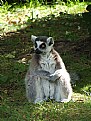 Picture Title - Lemur The Great