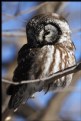 Picture Title - Boreal Owl