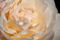 Picture Title - The Beauty of A Rose