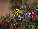 Picture Title - Townsend's Warbler